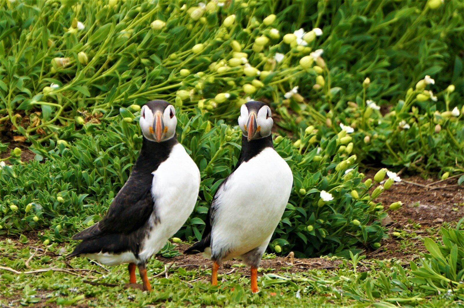 https://www.samy-kantari.fr/wp-content/uploads/2026/05/2zj3wf9yyso.jpg white and black duck on green grass during daytime